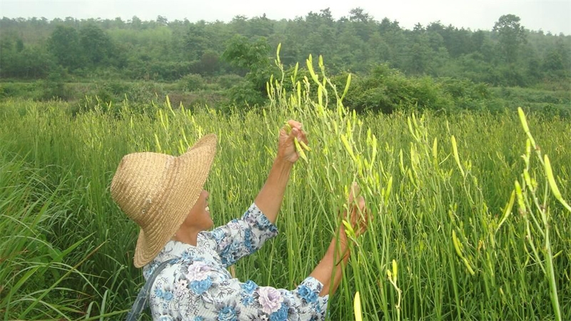 庆阳黄花菜