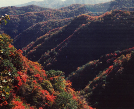 蔡家川森林公园