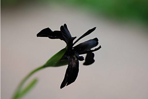 黑鸢尾花