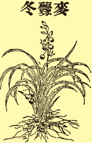 百合科植物麦门冬 