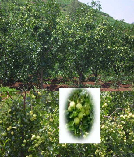 梨枣(图5)