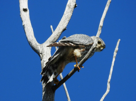 灰背隼（Falco columbarius） 