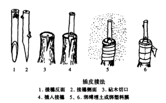 插皮接法