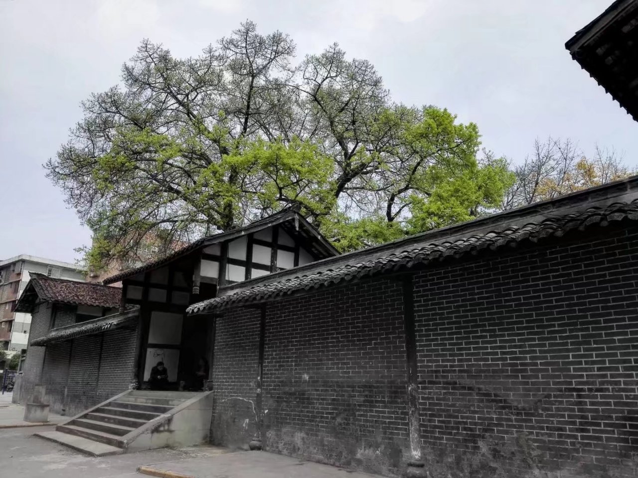 大榕树