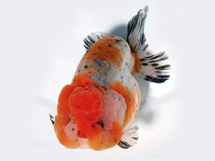 五花兰寿