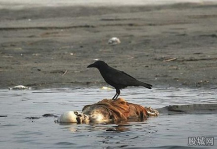 恒河浮尸
