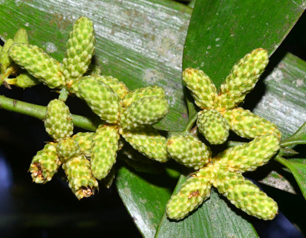 裸子植物区