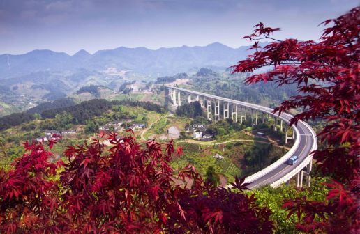 古路红枫