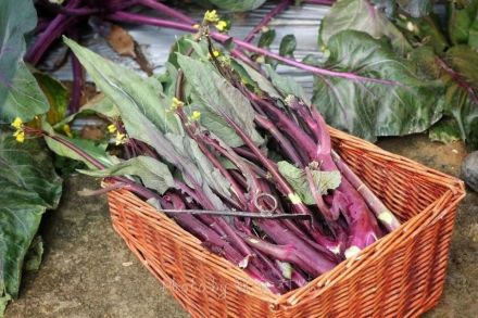 洪山菜薹