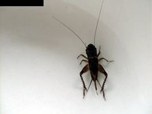 大棺头蟋蟀