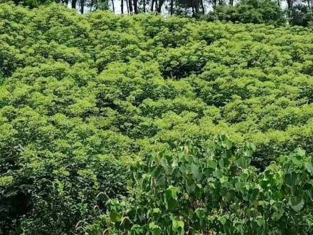 建德吴茱萸