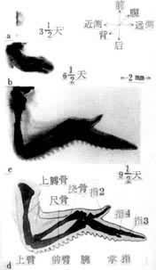 器官发生