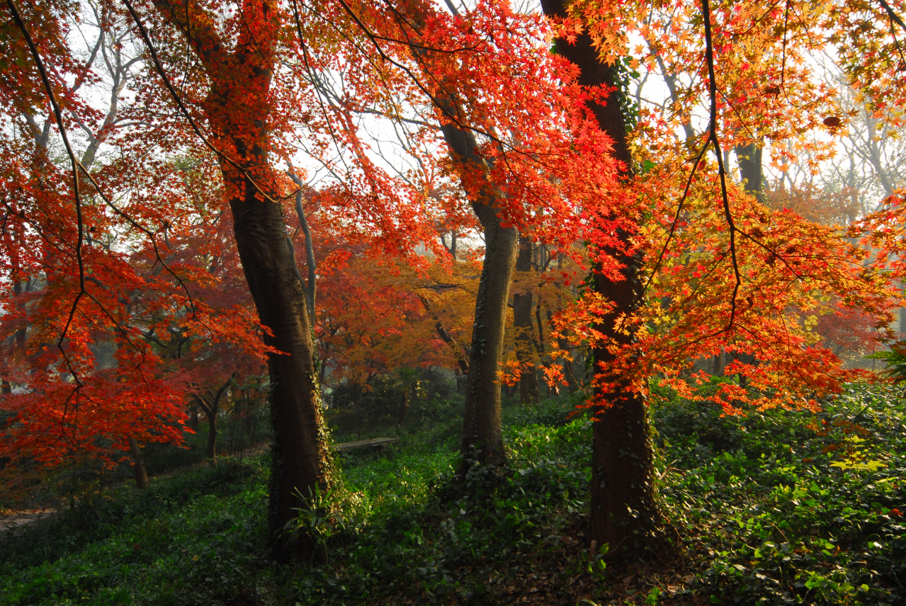红枫岗