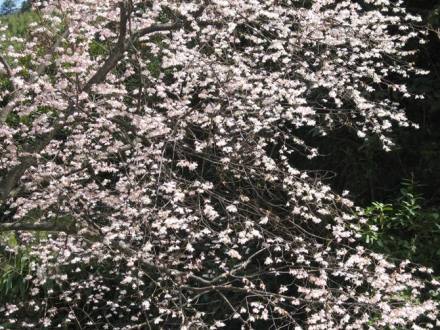 螺壳山景区