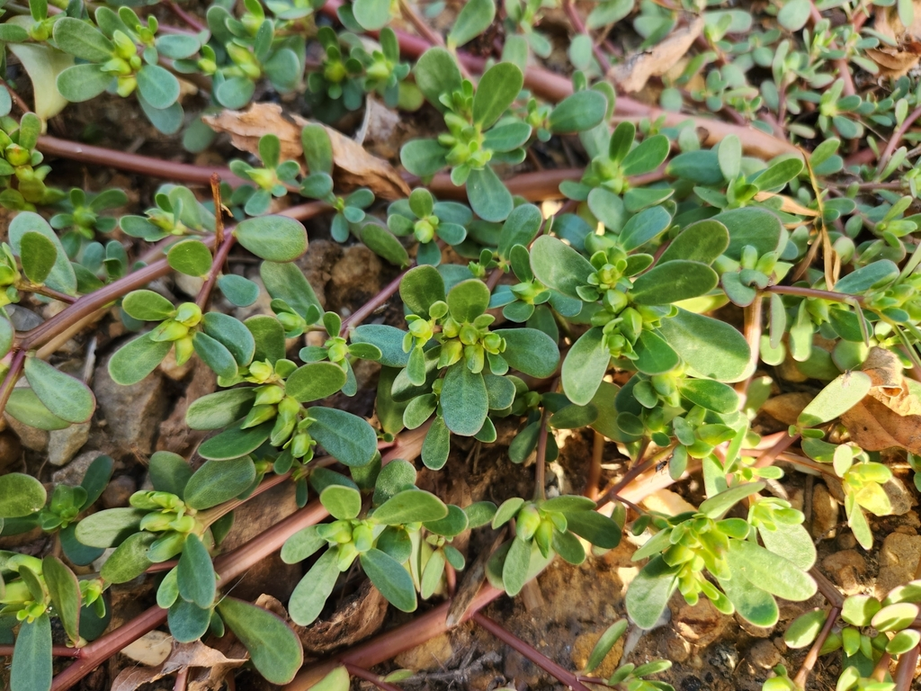马齿苋植株