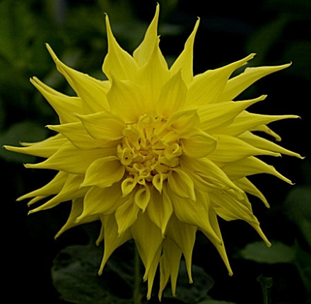 大丽花(图7)