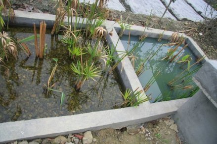 一个建在四川郫县园田村的庭院人工湿地。 