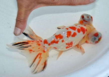 三色龙背