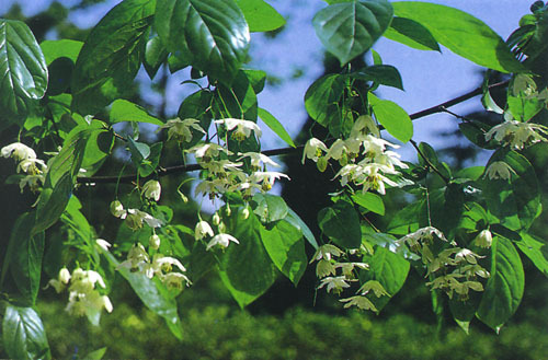 秤锤树