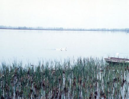东鱼河