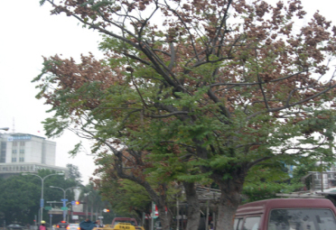 台中栾树