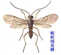 螟蛉绒茧蜂
