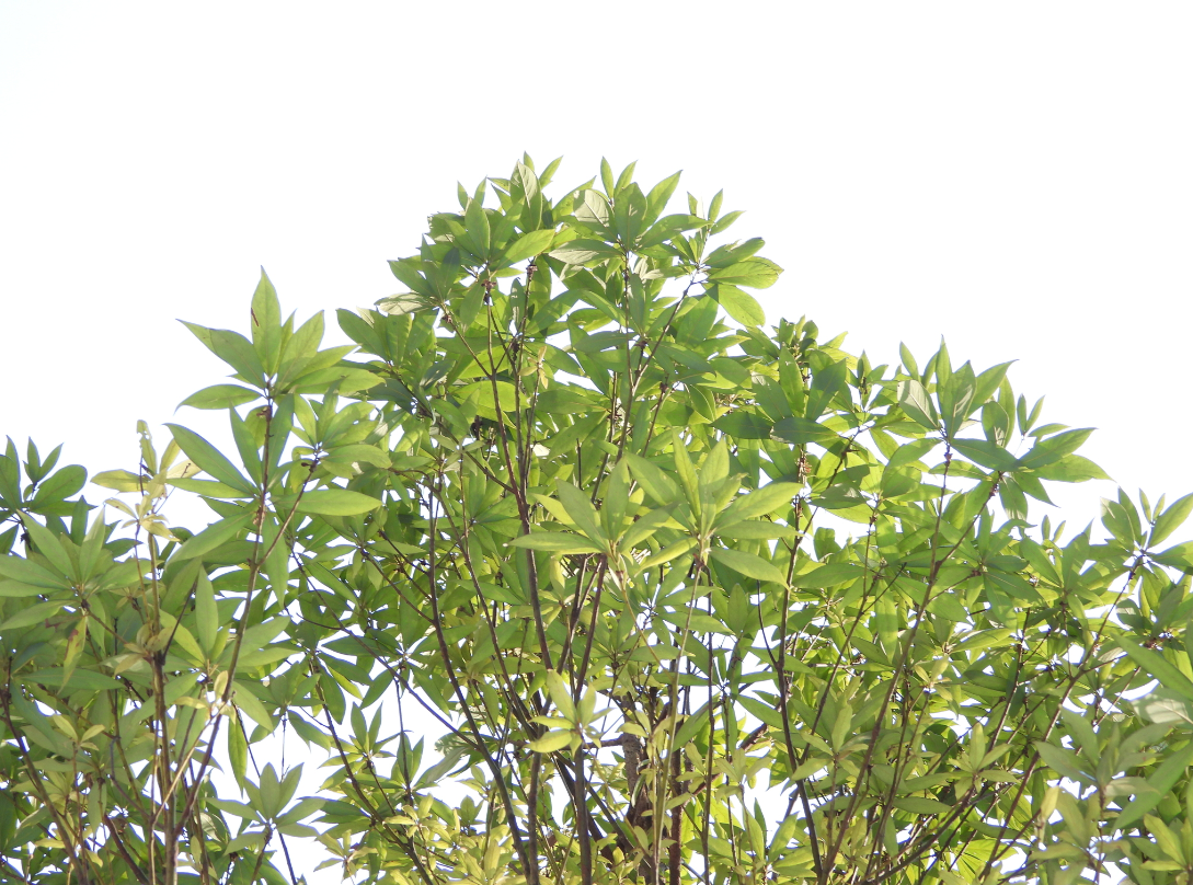 楠木的茎
