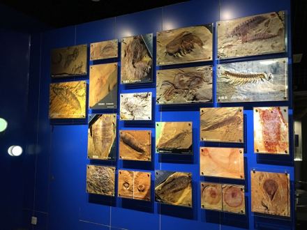 展示标本