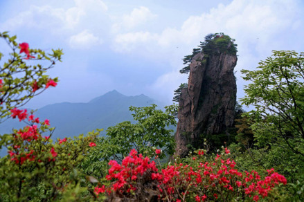 猫耳峰上杜鹃红