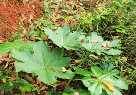 小檗科鬼臼属植物八角莲