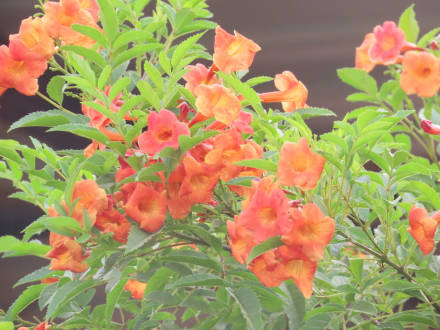 凌霄的花