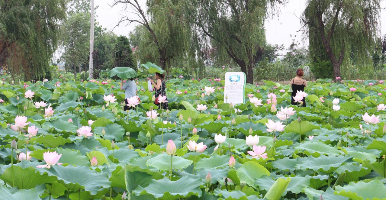 金湖县荷花荡景区