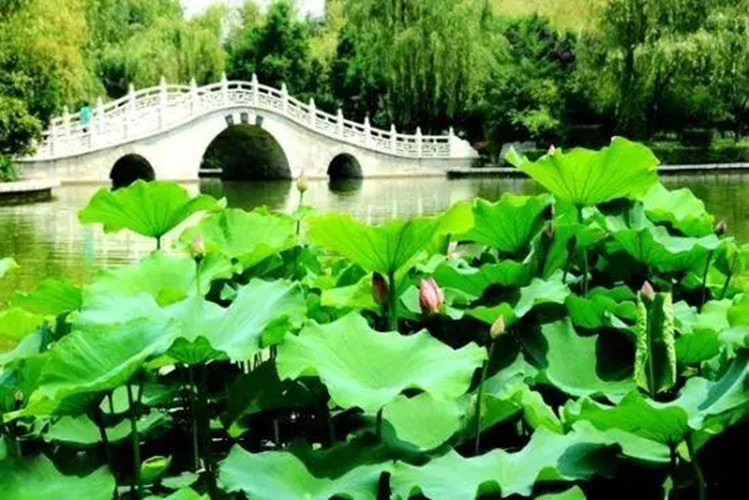 莲湖公园