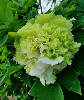 菏泽绿牡丹