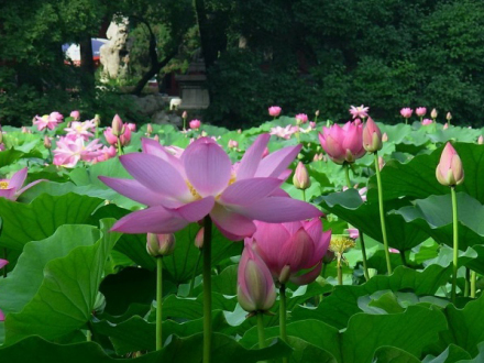 七星湖荷花