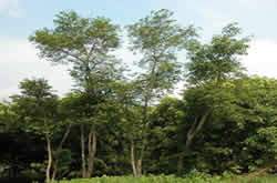 屯门区