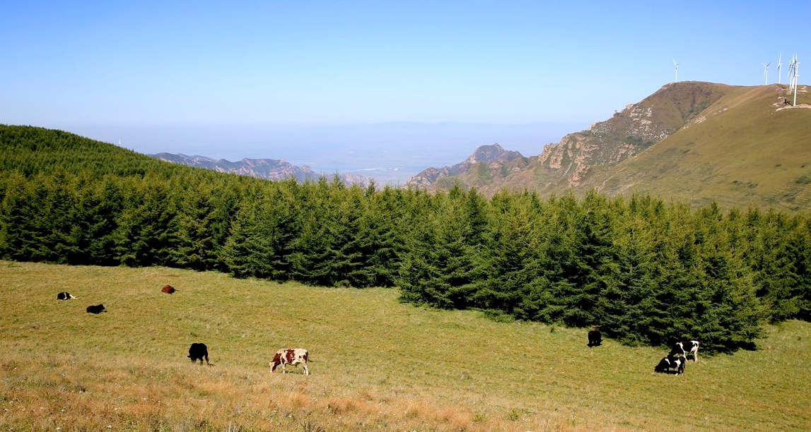 甸顶山牧场