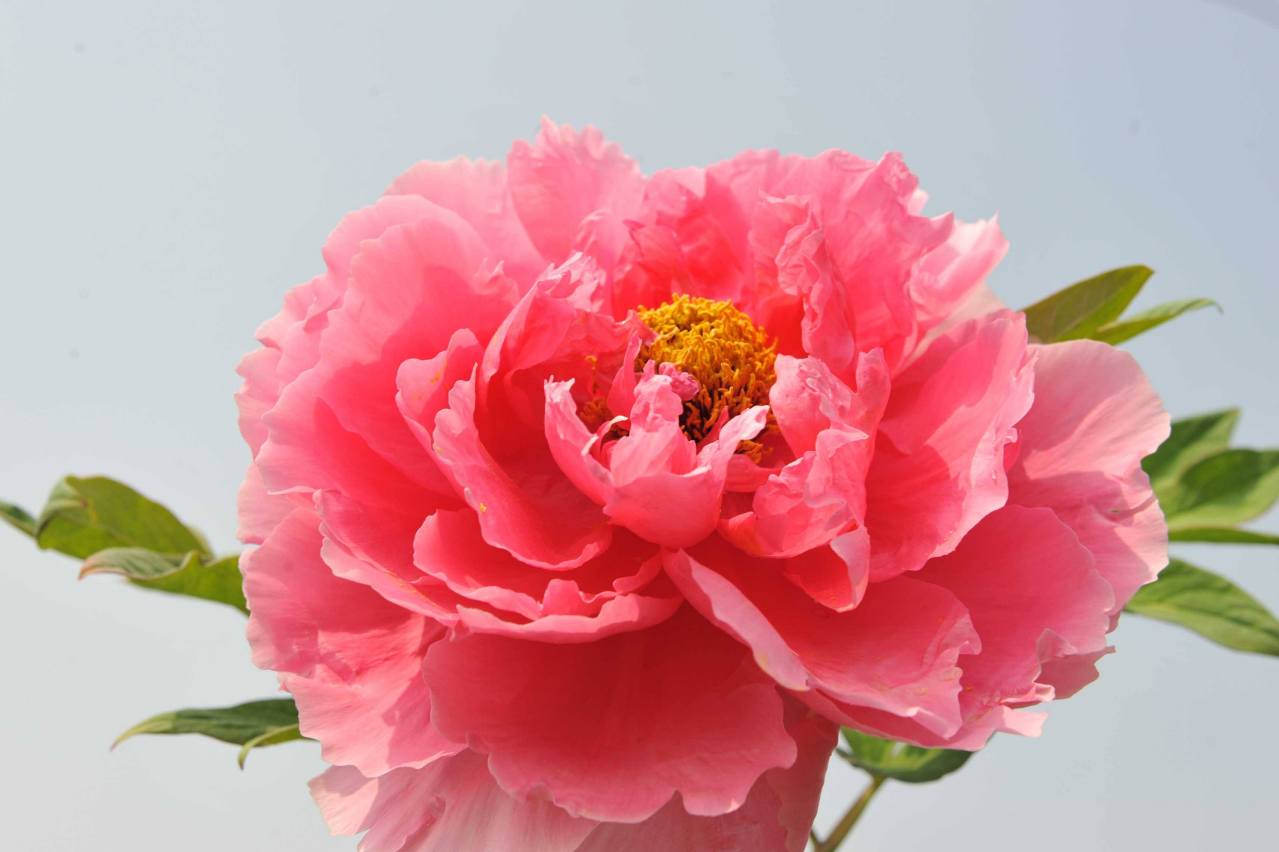 菏泽牡丹