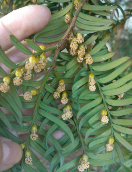 南方红豆杉公树开花