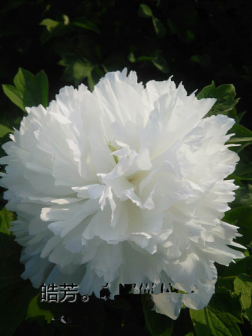 皓芳（牡丹办事处赵金岭选育）