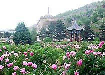 万花山花丛
