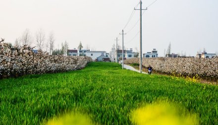 旧口砂梨