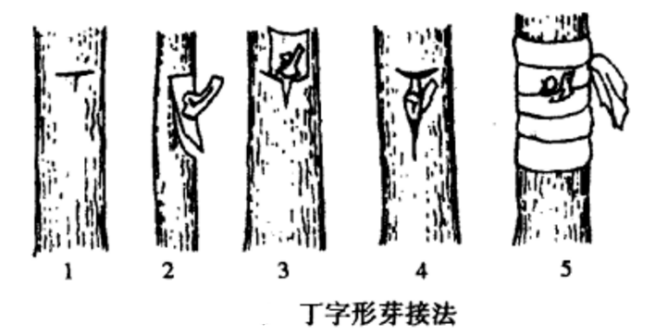 丁字形芽接法