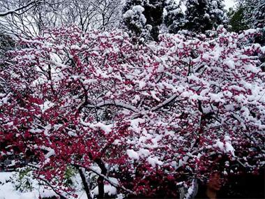 莲花庄