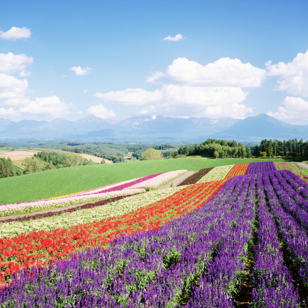 宝莲洞花卉基地