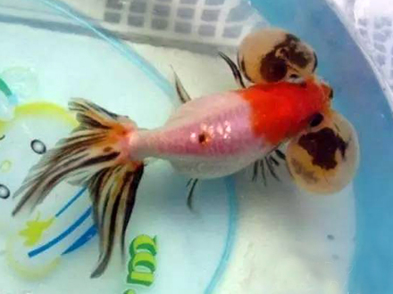 高头花水泡