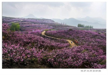 泉庄桃花节