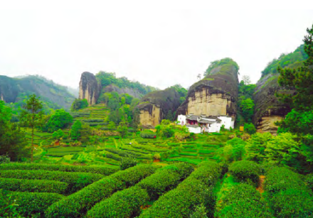 马头岩茶园