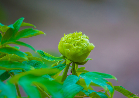 菏泽绿牡丹