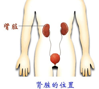 肾脏在人体中的位置